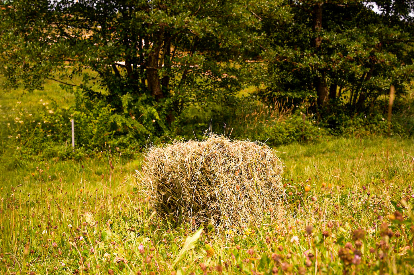 Naturbelassenes 4 kg Premium-Heu aus kräuterreichen Wiesen vom Wellandhof im Ostalbkreis