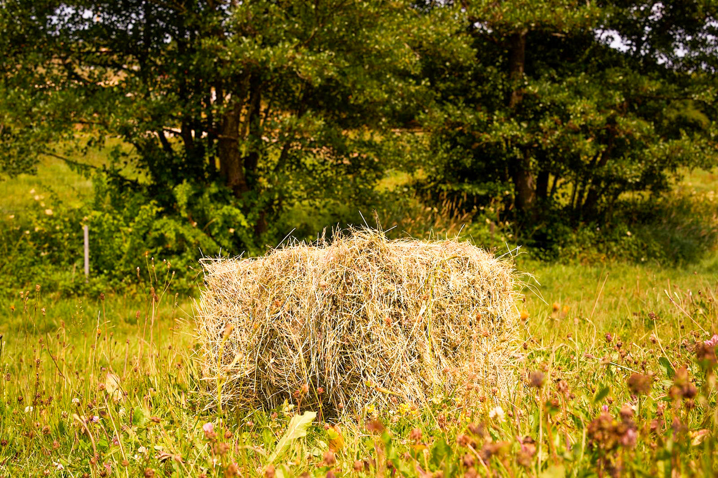 Großpackung Premium-Heu aus kräuterreichen Bergwiesen – 8 kg Heu direkt vom Wellandhof