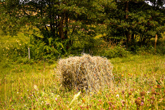 Naturbelassenes 4 kg Premium-Heu aus kräuterreichen Wiesen vom Wellandhof im Ostalbkreis