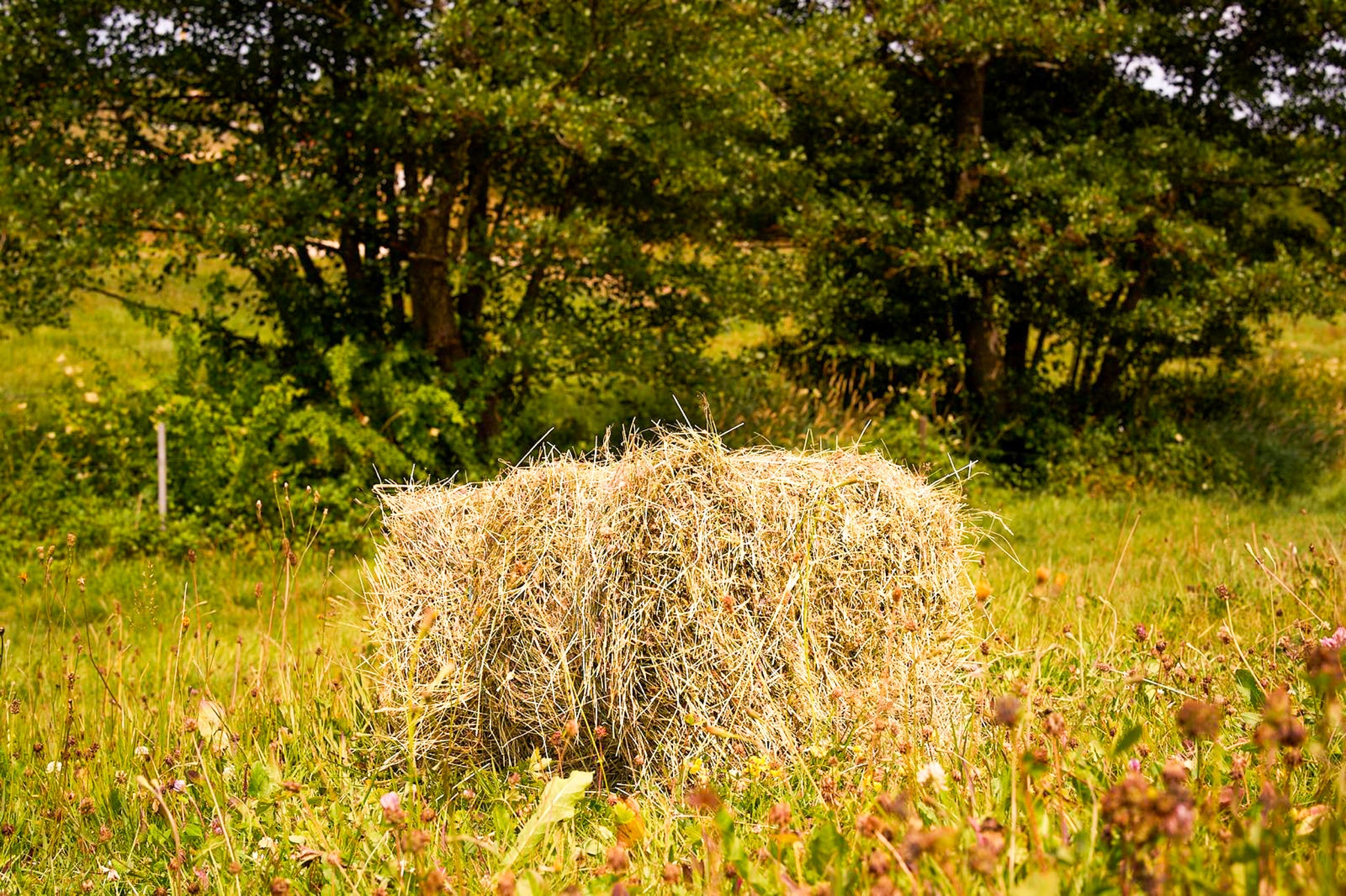Großpackung Premium-Heu aus kräuterreichen Bergwiesen – 8 kg Heu direkt vom Wellandhof