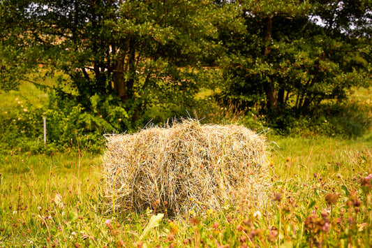 Großpackung Premium-Heu aus kräuterreichen Bergwiesen – 8 kg Heu direkt vom Wellandhof